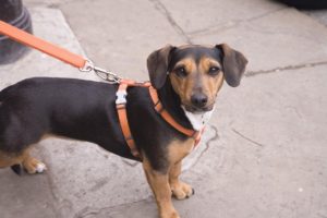 dog-709328_1280