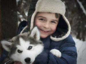 husky-467706_1280