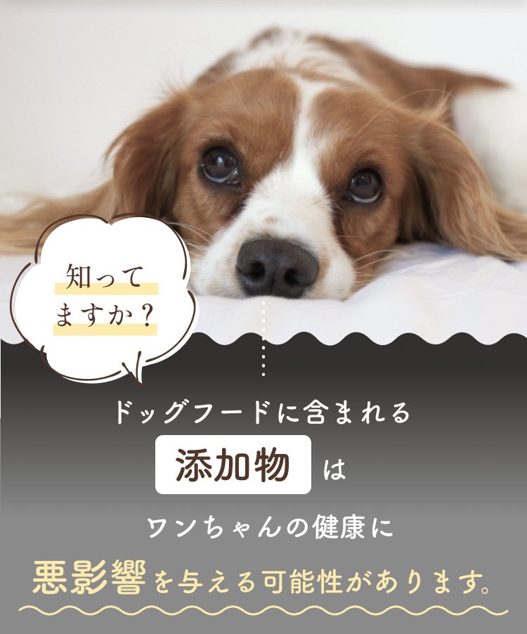 添加物はワンちゃんの健康に悪影響を与える可能性があります。