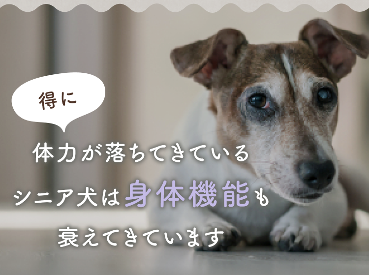 特に体力が落ちてきているシニア犬は身体機能も衰えてきています