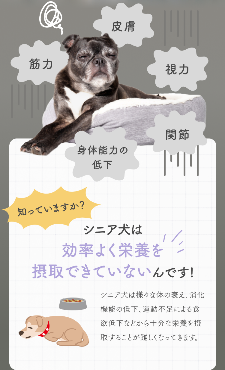 シニア犬は効率よく栄養を摂取できていないんです！