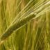 barley-field-8230_640