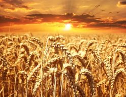 wheat-field-640960_640