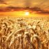 wheat-field-640960_1920